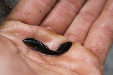 Ichtyosaura alpestris larvae: Mt. Prenj